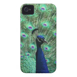 Beautiful Peacock iPhone 4/4S Case iPhone 4 Cases