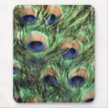 Beautiful Peacock