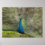 Beautiful Peacock posters