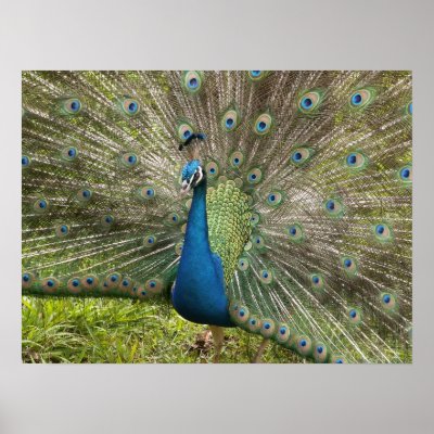 Beautiful Peacock Posters by magshell