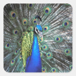 Beautiful peacock spreading colourful feathers stickers
