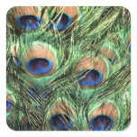 Beautiful Peacock Stickers