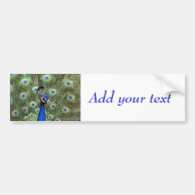 Beautiful peacock with its colourful tail opened bumper stickers