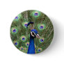 Beautiful peacock with its colourful tail opened