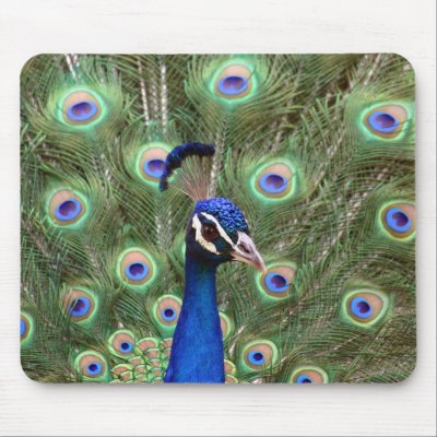 Beautiful peacock with its colourful tail opened by Yarijik