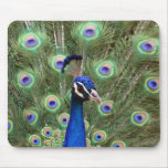 Beautiful peacock with its colourful tail opened mousepads