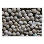 Beautiful Pebbles from Fossil forams, Belgium Card