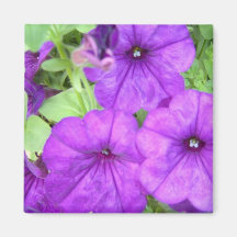 Beautiful Petunia magnet