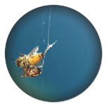 Beautiful Photos Of Butterfly Stickers 1