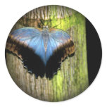 Beautiful Photos Of Butterfly Stickers 1