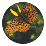 Beautiful Photos Of Butterfly Stickers 1