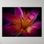 Beautiful Pink Lily posters