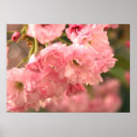Beautiful Pink Poster!