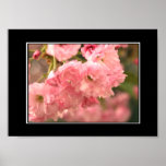 Beautiful Pink Poster! (with border)