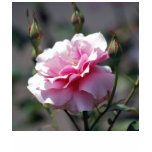 Beautiful pink rose and meaning t-shirts