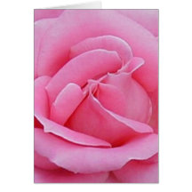 beautiful pink rose card
