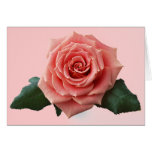 Beautiful 'Pink Rose' Flower