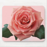 Beautiful 'Pink Rose' Flower