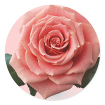 Beautiful 'Pink Rose' Flower