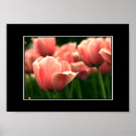 Beautiful Pink Tulip Poster! (with border)