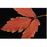 Beautiful Poison Ivy leaves Photo Cutouts