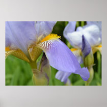 Beautiful Purple Iris