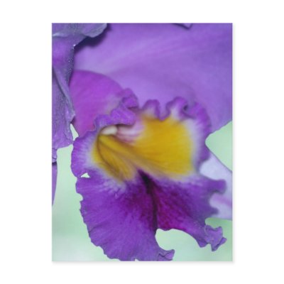 Beautiful purple orchid flower post cards by TheScenicRoute