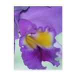 Beautiful purple orchid flower post cards