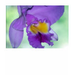 Beautiful purple orchid flower t-shirts