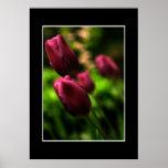 Beautiful Purple Tulip Poster! (with border)