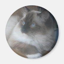 Beautiful Ragdoll Hymalayan Cat Gazing Outside Refrigerator Magnet