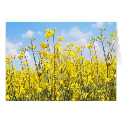 Beautiful rape fields close up against blue sky by imagineallart