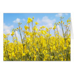 Beautiful rape fields close up against blue sky cards
