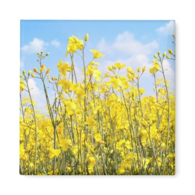 Beautiful rape fields close up against blue sky by imagineallart