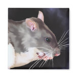 Beautiful Rat Painting Magnets