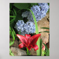 Beautiful Red Asiatic Lilly and Hydrangea Poster