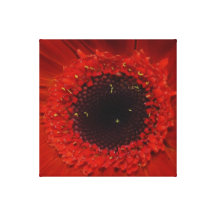 Beautiful red dahlia macro gallery wrapped canvas