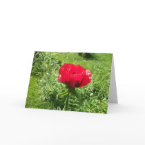 Beautiful Red Poppy