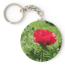 Beautiful Red Poppy