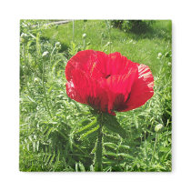 Beautiful Red Poppy
