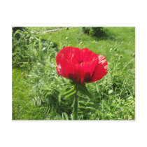 Beautiful Red Poppy