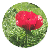 Beautiful Red Poppy