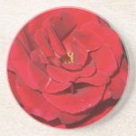 Beautiful red Rose drink coaster