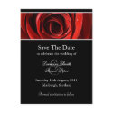 Beautiful Red Rose Save The Date Postcard