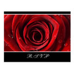 Beautiful Red Rose Wedding RSVP -Black Post Cards