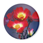 Beautiful red roses and meaning fridge magnet