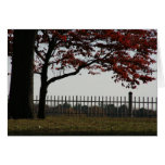 Beautiful Red Tree Autumn Photo Greeting Card