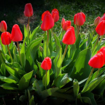 Beautiful Red Tulips t-shirts