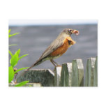 Beautiful Robin Eating Lunch Postcard