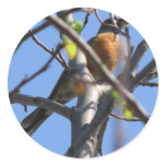 Beautiful Robin in the Tree Sticker